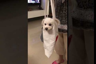 [方吉君日常] 用袋子搬運狗狗的我媽