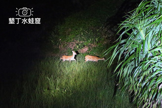 墾丁旅遊｜水蛙窟社區夜探梅花鹿～在地食材風味餐～徜徉紐西蘭呆風草原！