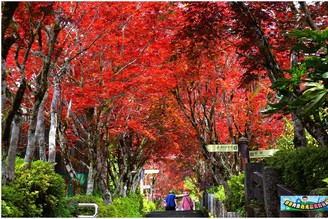 宜蘭景點｜太平山紅葉！一秒飛到京都賞楓紅！夏天專屬的山林紅葉秘境！