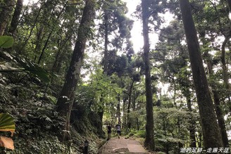 [桃園復興] 東眼山國家森林遊樂區 ~ 北台灣森林系步道，高聳柳杉林，登小百岳東眼山，遠眺桃園、大台北、台北101