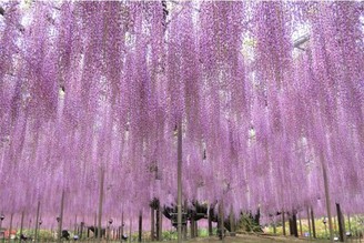 2021 紫藤花物語～大藤祭提前舉辦 有史以來最早開花