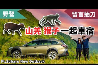 開了五年的Outback終於升級！上山下海看見各種野生動物的車宿之旅 Ft. Subaru All-New Outback