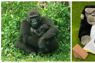 金剛猩猩「二寶」命名 Ringo或Kijani讓您選，有好禮！
