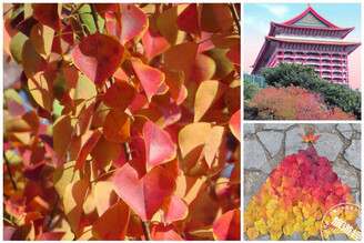 不輸楓紅的變色葉植物 多層次「烏桕」展現季節獨有的美感