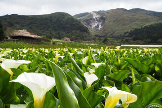 竹子湖花季即將登場 現在上陽明山「遊」芋、櫻美麗假期