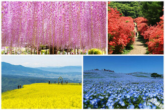 日本春天不只櫻花，搜羅日本春夏4處不能錯過的夢幻花海！