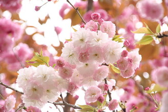 梅花、桃花、櫻花 茨城春色魔力紅到4月