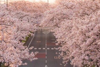 日本櫻花百選 日立平和大道櫻花隧道