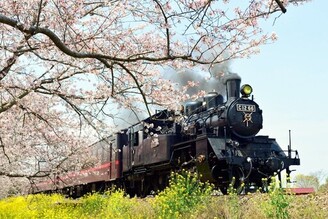 真岡鐵道賞櫻花、油菜花與SL蒸汽火車