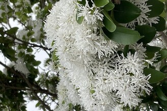 純白四月雪 淡雅芳香