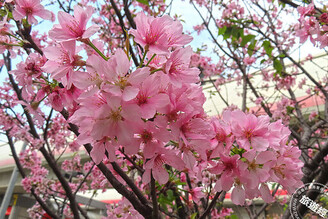 台北最後一波櫻花花期，北投捷運花漾「粉紅線」富士櫻