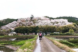 奧州街道宿場町蘆野地區 騎單車賞櫻