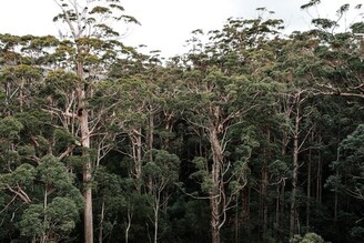 比植樹更有效 研究：若無人類干擾 熱帶森林20年可恢復近八成