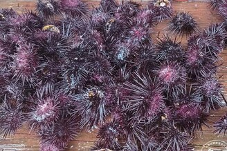 東北角夏季限定珍饌美味 貢寮養殖紫海膽正當季