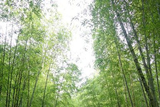[遊記] 南投 - 溪頭立德飯店~ 沉浸於大自然與森林中，感受森之療浴的魅力