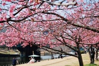 櫻花紛飛的東京春日慢行！作家張維中探訪沒有它就不叫東京的私密景點