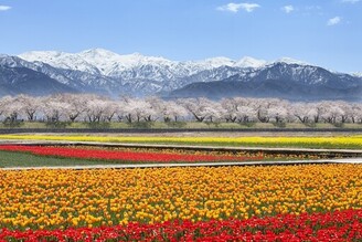 春神來了富山最知道！春天四重奏絕美花海等必遊景點一次收藏