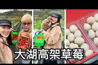 大湖這家高架草莓園很讚第二年來了白草莓好吃