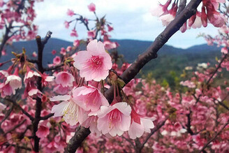 大台北「四處」賞櫻景點 即時花況報報