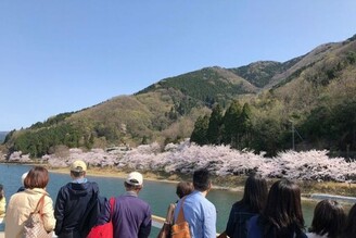 琵琶湖海津大崎櫻花遊船3月25日開始