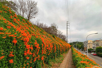 炮仗花花海如瀑 銅鑼、花博圓山都可以感受橘色花瀑