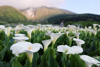 竹子湖海芋季11地景等您拍 連假好康及交通資訊報你知