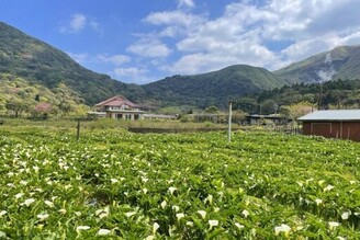 竹子湖「海芋季」見識自然之美