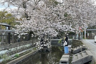 《春遊靜岡》JR三島車站出發！走源兵衛川步道來去三嶋大社賞櫻