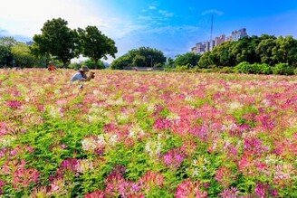 古亭醉蝶花滿開