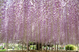 足利花卉公園「藤花物語～大藤祭2023～」4月12日開始囉!!