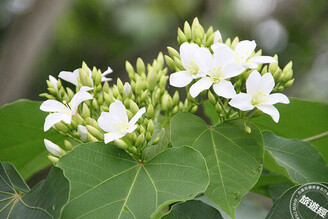 南投桐花季登場 日看桐花夜賞螢