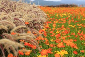 「花IN台北」親山樂水賞花趣