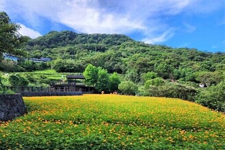 貓空黃波斯菊花海綻放