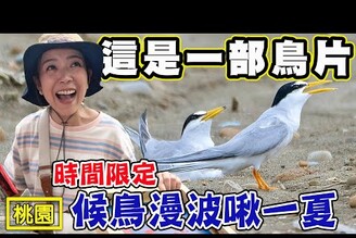 【這是一部鳥片 】候鳥漫波啾一夏 竹圍賞小燕鷗