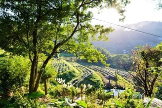 貓空茶園品茗健行