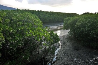 淡水河紅樹林自然保留區生態之旅
