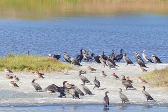 2023臺灣國際觀鳥馬拉松 8月8日開始報名