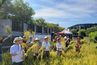 鵝尾山水田收割活動體驗農村生活