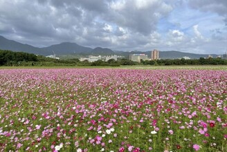 秋涼賞花小旅行