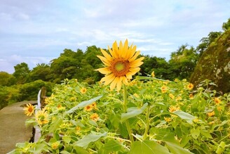 貓空樟樹步道沿線向日葵盛開