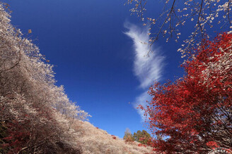 賞楓兼賞櫻一次搞定 愛知縣「這裡」有秋季神奇絕景