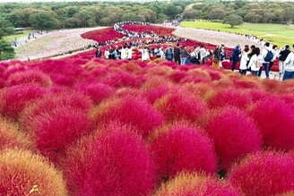 茨城之秋 國營常陸海濱公園10/17～波波草紅咚咚迎賓！