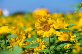 大佳河濱向日葵花海滿開