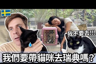 我們要帶貓咪去瑞典嗎 Are we bringing the cats to Sweden?