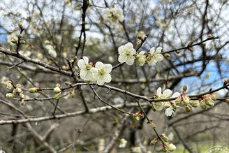 氣候甫回溫 角板山行館園區梅花已花開三成