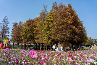 六甲落羽松季展紅顏 波斯菊搖曳招客