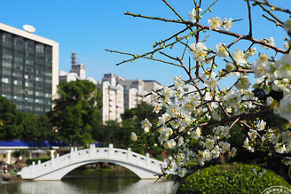 台北平地賞梅趣 中正紀念堂、士林官邸、志成公園與榮星花園花況即時報