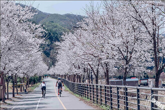 搜羅韓國春天5大浪漫花海 「花」現幸福之美