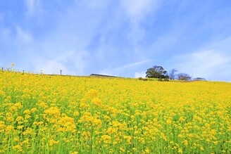 千葉母親牧場享受新創油菜花披薩