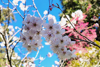 2024阿里山花季將至 花況即時報